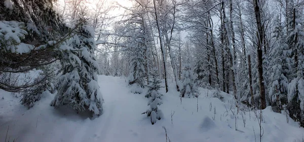 Árvores Cobertas Neve Inverno Frio Canadense — Fotografia de Stock