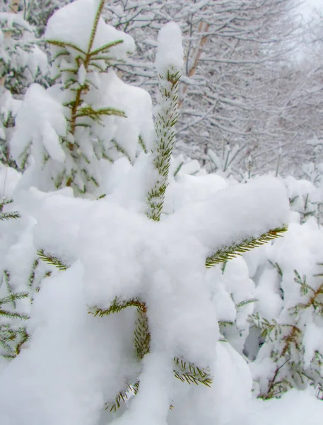 Árvores Cobertas Neve Parque — Fotografia de Stock