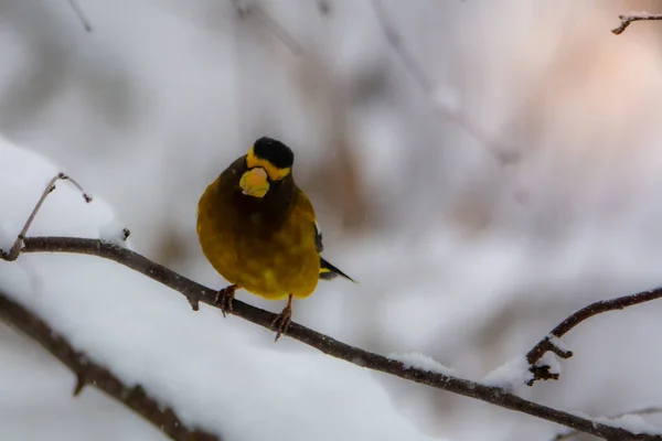 Carino Uccello Nella Foresta Invernale — Foto Stock