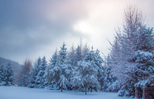 Alberi Innevati Nel Freddo Inverno Canadese — Foto Stock