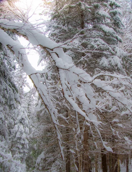 Árboles Cubiertos Nieve Frío Invierno Canadiense — Foto de Stock