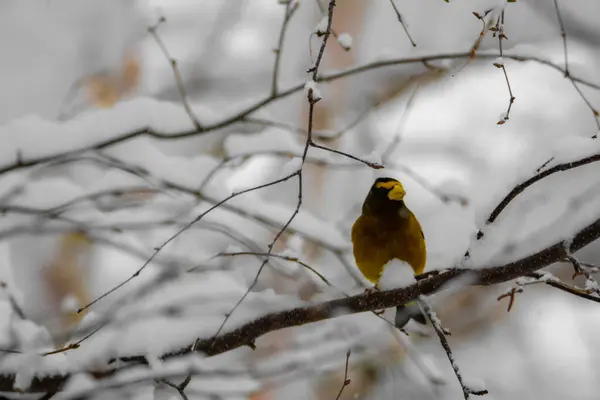 Netter Vogel Winterwald — Stockfoto