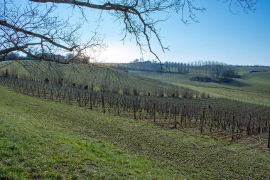 Du Boiron üzüm bağı, Fransa
