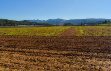 Raventos i Blanc, organik şaraphane, İspanya
