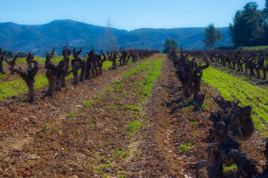 Raventos i Blanc, organik şaraphane, İspanya