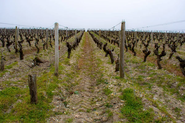 Medoc Fransa 'daki güzel üzüm bağları
