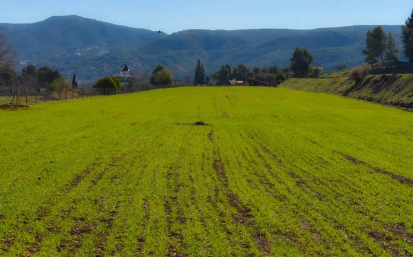 Raventos Blanc Ekologisk Vingård Spanien — Stockfoto