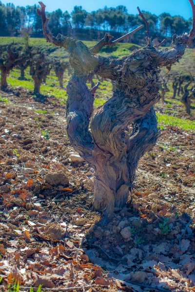 Raventos Blanc Organic Winery Spain — Stock Photo, Image