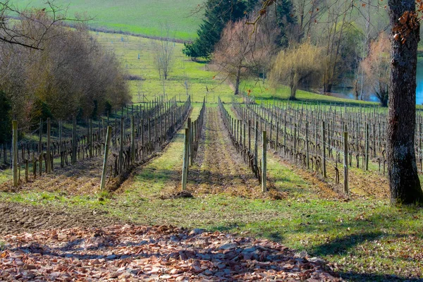 Виноградник Буарон Франция — стоковое фото