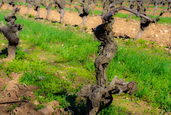 Raventos Blanc Bodega Ecológica España — Foto de Stock