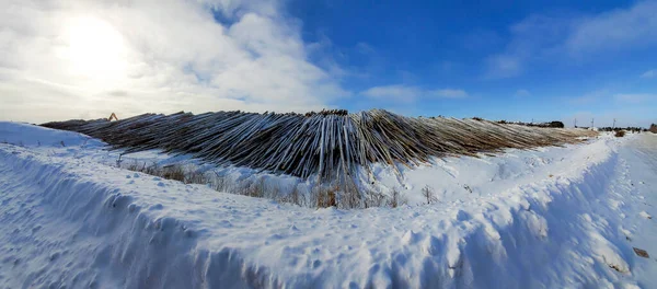 Bomen Klaar Zagen Voor Zagerij Quebec Canada — Stockfoto