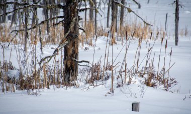 Ormanda çıplak ağaçlar olan kış manzarası