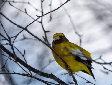 Akşamları Grosgaga kışın dala oturur.