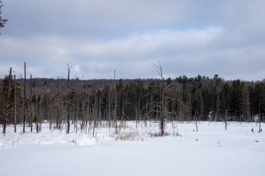 Ormanda çıplak ağaçlar olan kış manzarası