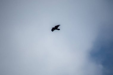 Yırtıcı kuş gökyüzünde uçuyor