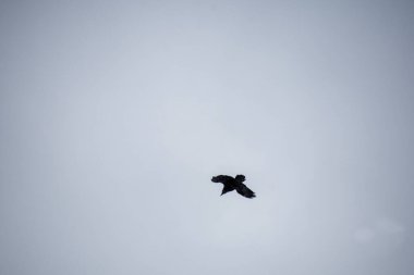 Yırtıcı kuş gökyüzünde uçuyor