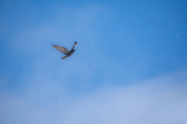 Птах Здобичі Летить Небі — стокове фото