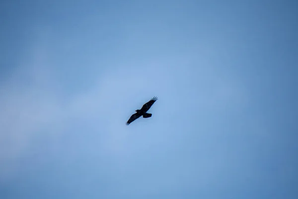 空を飛ぶ獲物の鳥 — ストック写真