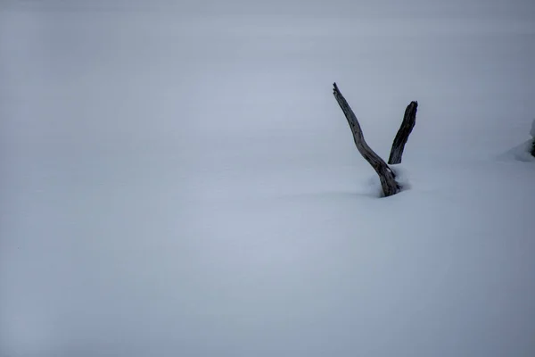 Baumstamm Auf Verschneiter Winterwiese — Stockfoto