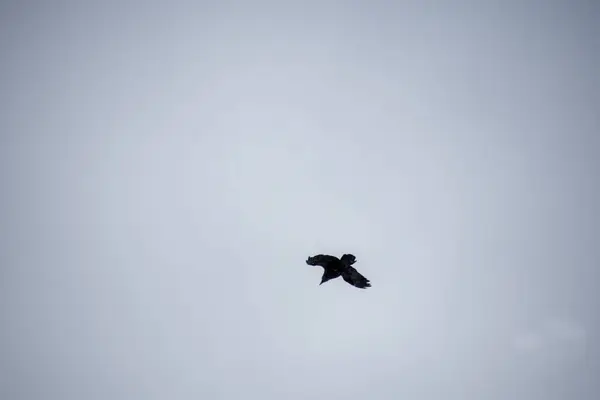 空を飛ぶ獲物の鳥 — ストック写真