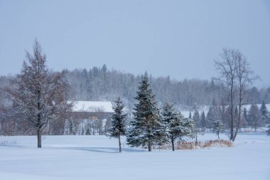 Karla kaplı ağaçlarla kaplı kış manzarası