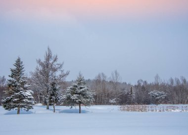 Karla kaplı ağaçlarla kaplı kış manzarası