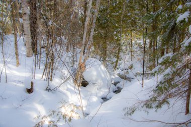 Nehir kış ormanlarında karla kaplı ağaçlarla