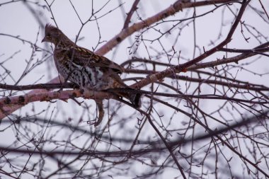 Kış ormanında yakalı orman tavuğu