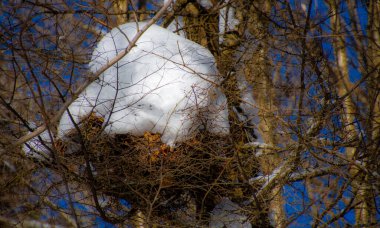 Güzel karlı kış manzarası 