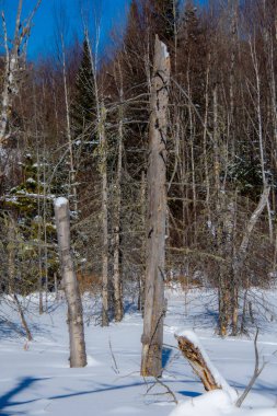 Çam ağaçları olan güzel kış manzarası