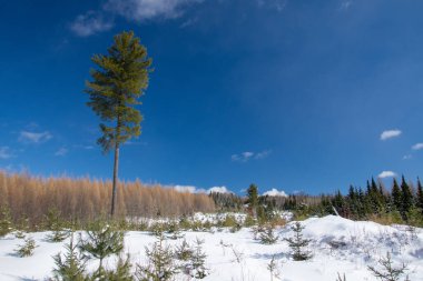 Çam ağaçları olan güzel kış manzarası
