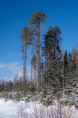 Çam ağaçları olan güzel kış manzarası