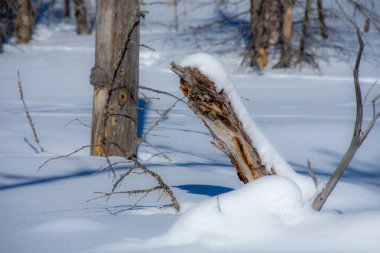 Ormandaki ölü ağaç.