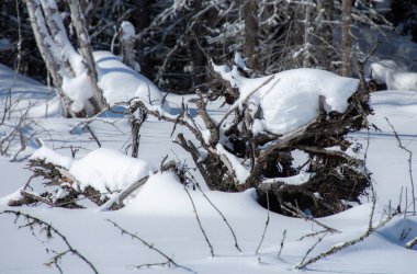 Karla kaplı gövdesi olan kış manzarası
