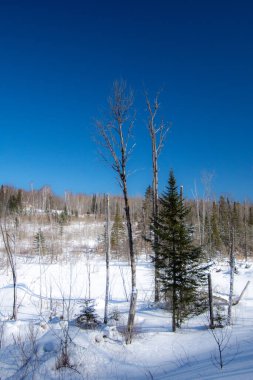 Karla kaplı ağaçlarla kaplı kış manzarası