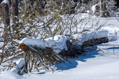 Karla kaplı ağaç dalları