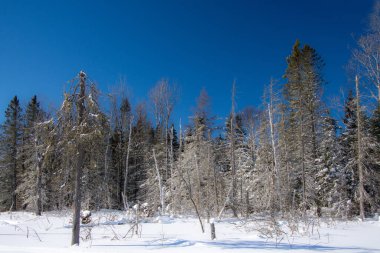Çam ağaçlarıyla kaplı kış manzarası