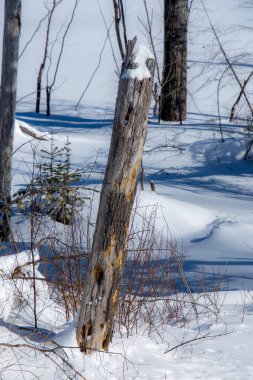 Eski ağaç gövdesiyle kış manzarası