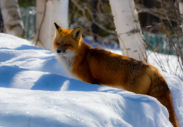 red fox on snow in winter