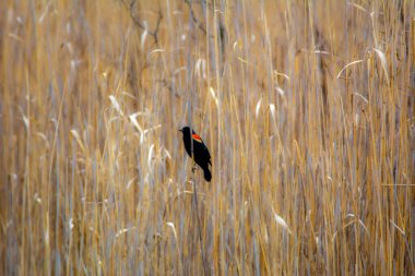 Kanada 'nın Quebec ormanında ilkbaharda, kamış kenarında oturan kuş.
