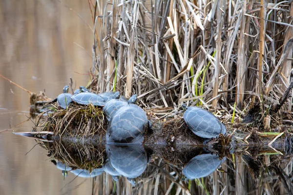 Весной Черепахи Отдыхают Маленьком Острове Озере — стоковое фото