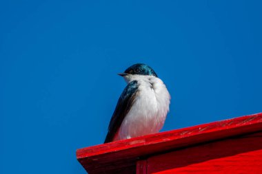 Ağaç kırlangıcı evine bakıyor.