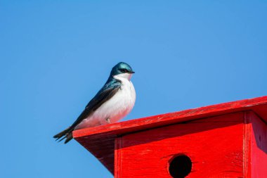 Ağaç kırlangıcı evine bakıyor.