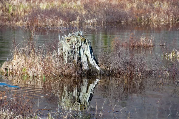 Tronco Árvore Morta Lagoa Selvagem Canadiana Numa Área Protegida — Fotografia de Stock