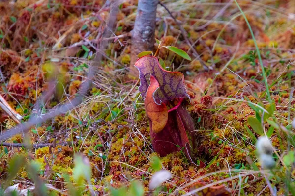 Sarracenia Plantas Carnívoras Quebec Canadá Parque Protegido — Foto de Stock