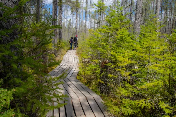 Tiro Vertical Uma Jovem Caminhando Uma Trilha Florestal — Fotografia de Stock