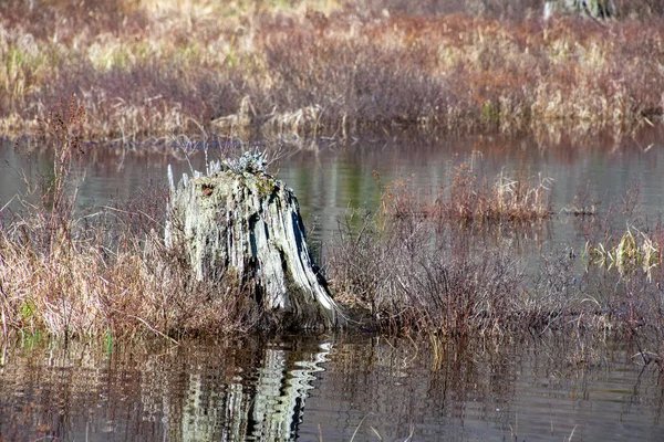 Мертвый Ствол Дерева Канадском Диком Пруду Охраняемой Зоне — стоковое фото