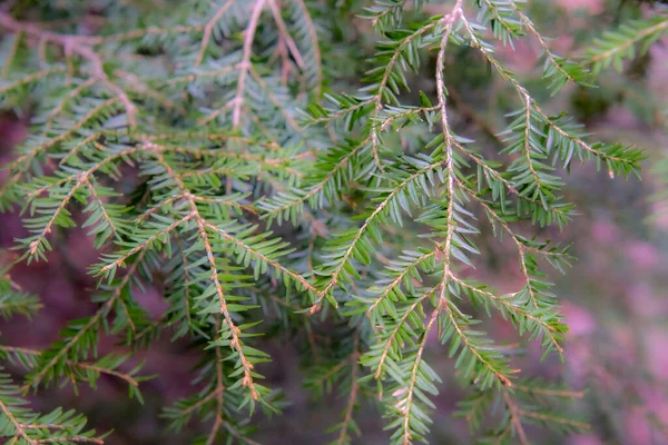 Zelená Borovicová Větev Jehličkami Pozadí Lesa — Stock fotografie