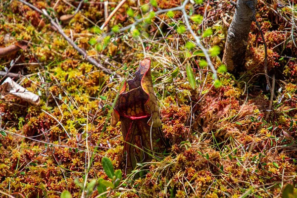 Sarracenia Plantas Carnívoras Quebec Canadá Parque Protegido — Foto de Stock