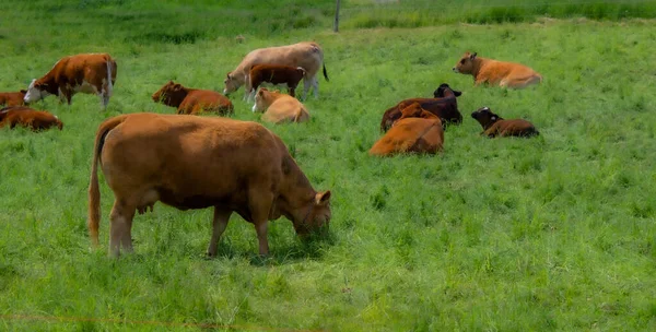 Корови Пасуться Лузі — стокове фото